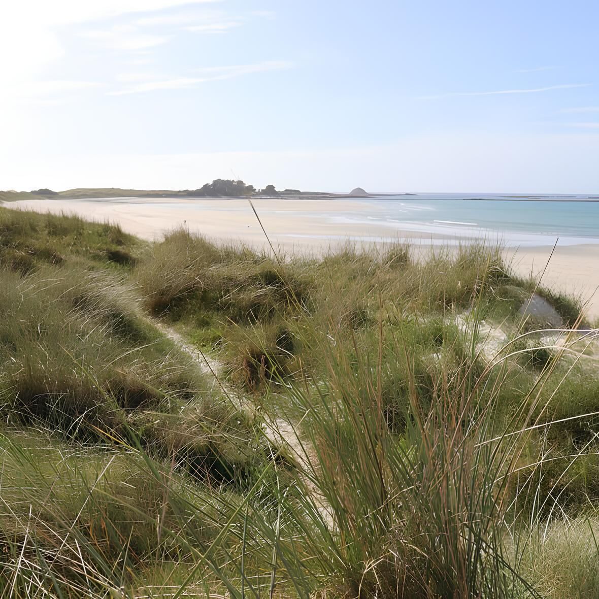 A beach with grassy dunes and a clear view of the ocean.