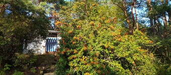 Gemütliches Ferienhaus auf Idyllischem Waldgrundstück, 100 m bis zur Ostsee