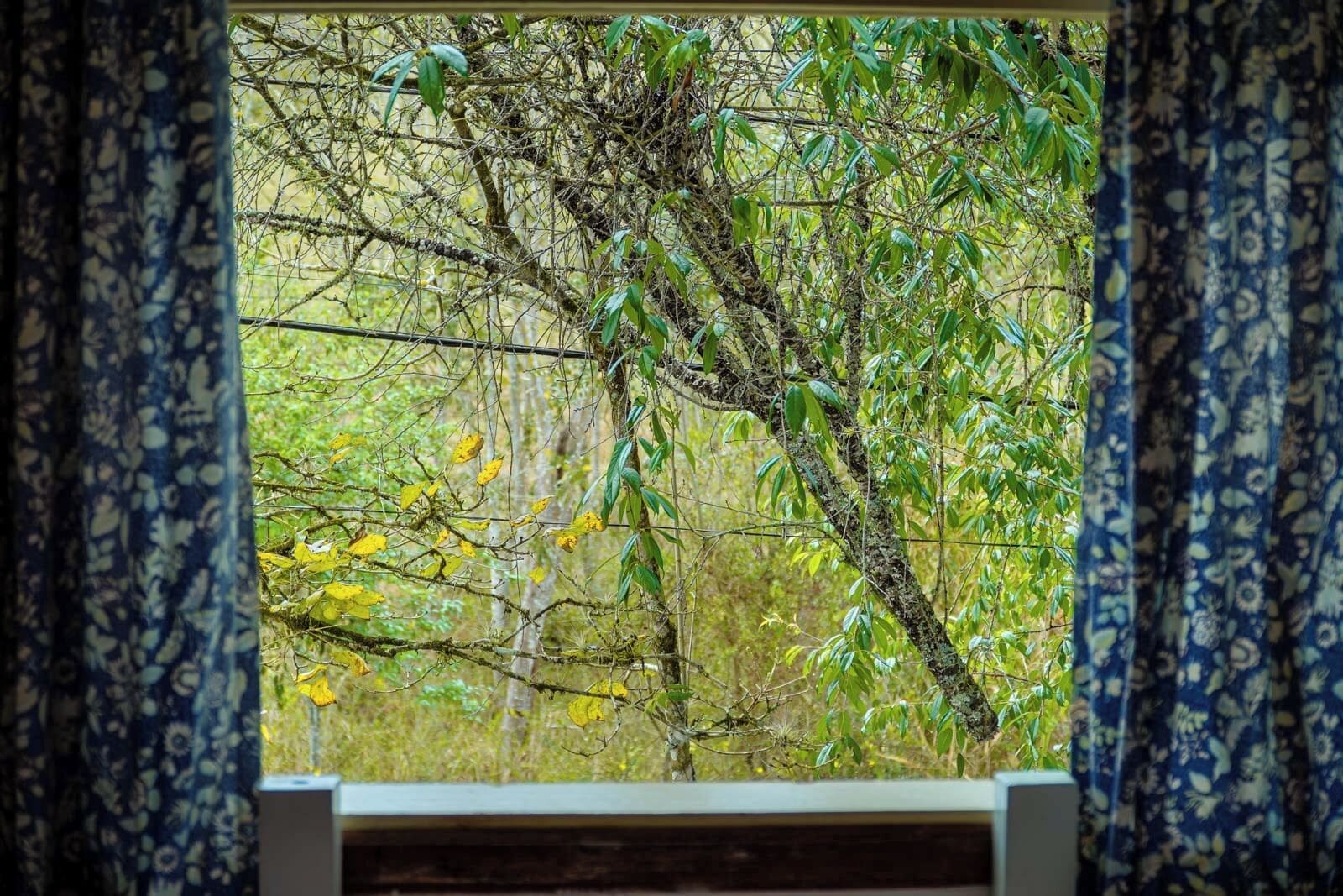 A window with a view of a dense, green forest.