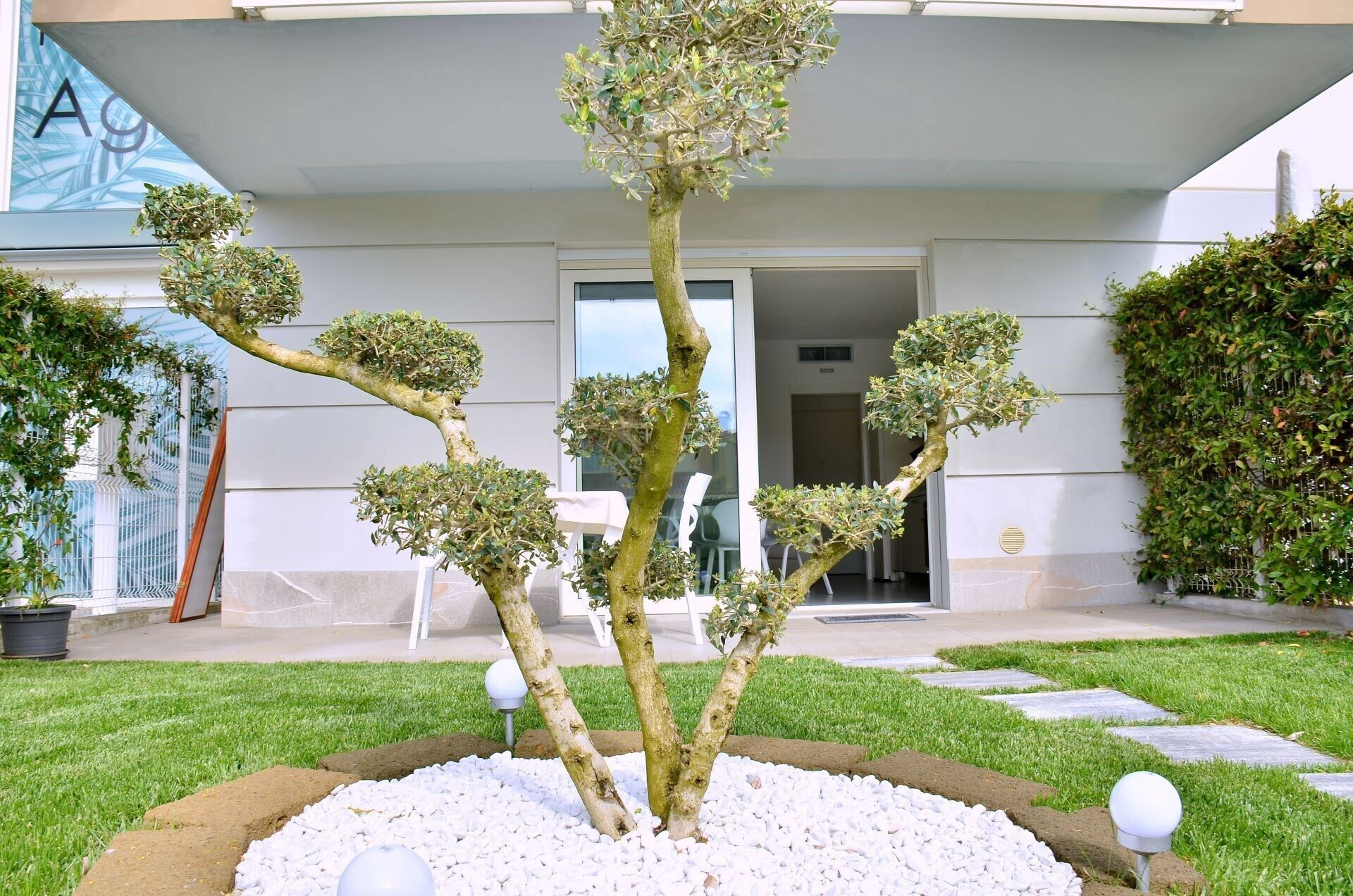 A well-maintained garden with a bonsai tree collection, a white building with a glass door, and a grassy area with stepping stones.