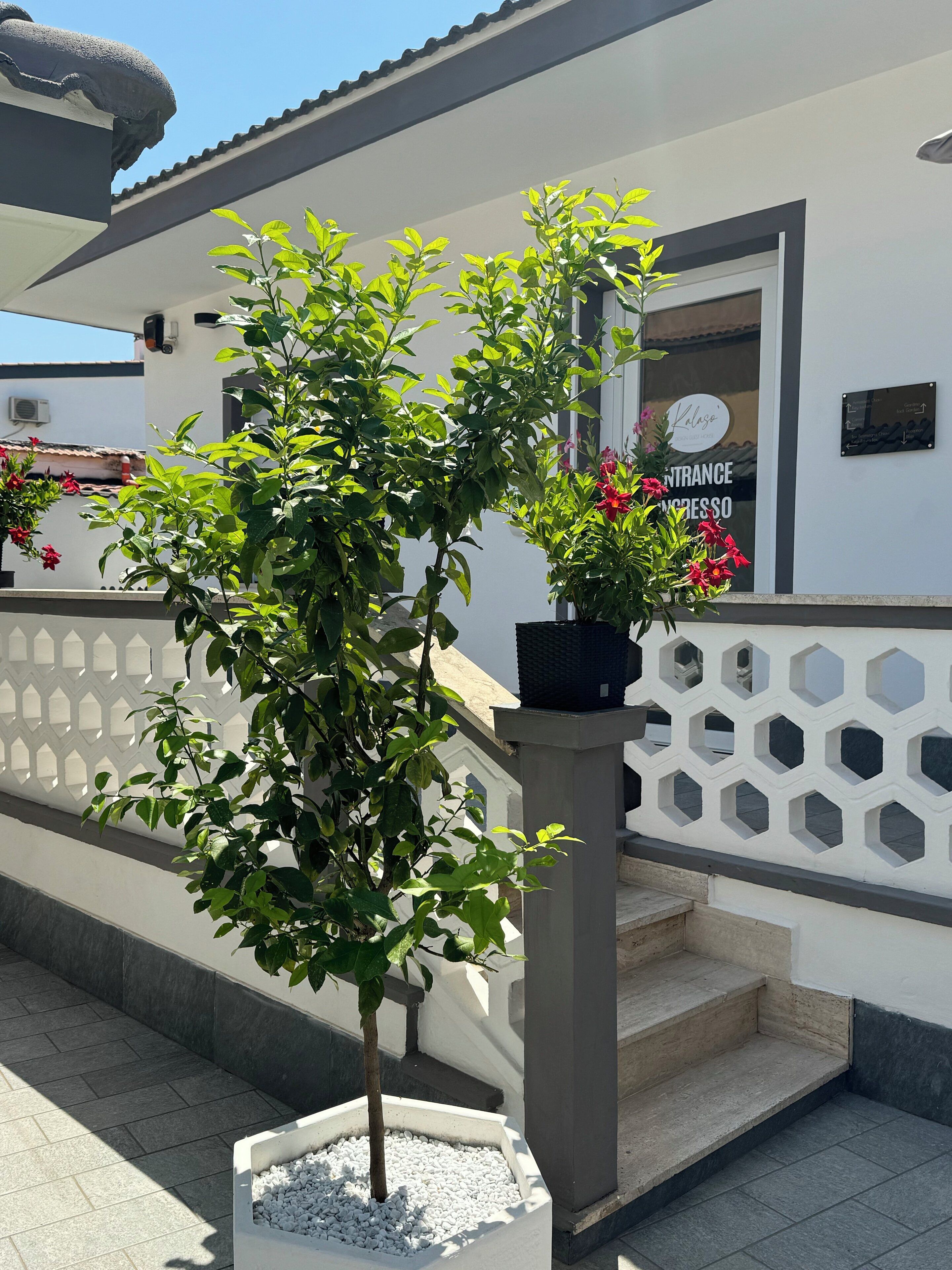 Foto - Kalasó Design Guest House - Rome Airport