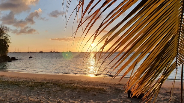 A beach scene with a sunset, palm leaves, and boats in the distance.