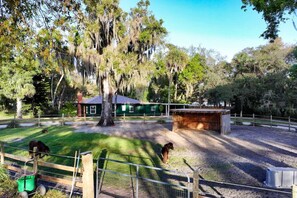 Property grounds - 1920s Speakeasy, Horses & Hot Tub | 5mi to Beach (Vero Beach)