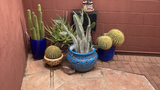 A small outdoor area with various potted cacti against a brick wall. - Charming Casita in Historic Barrio Viejo 144 sq ft. (Tucson)
