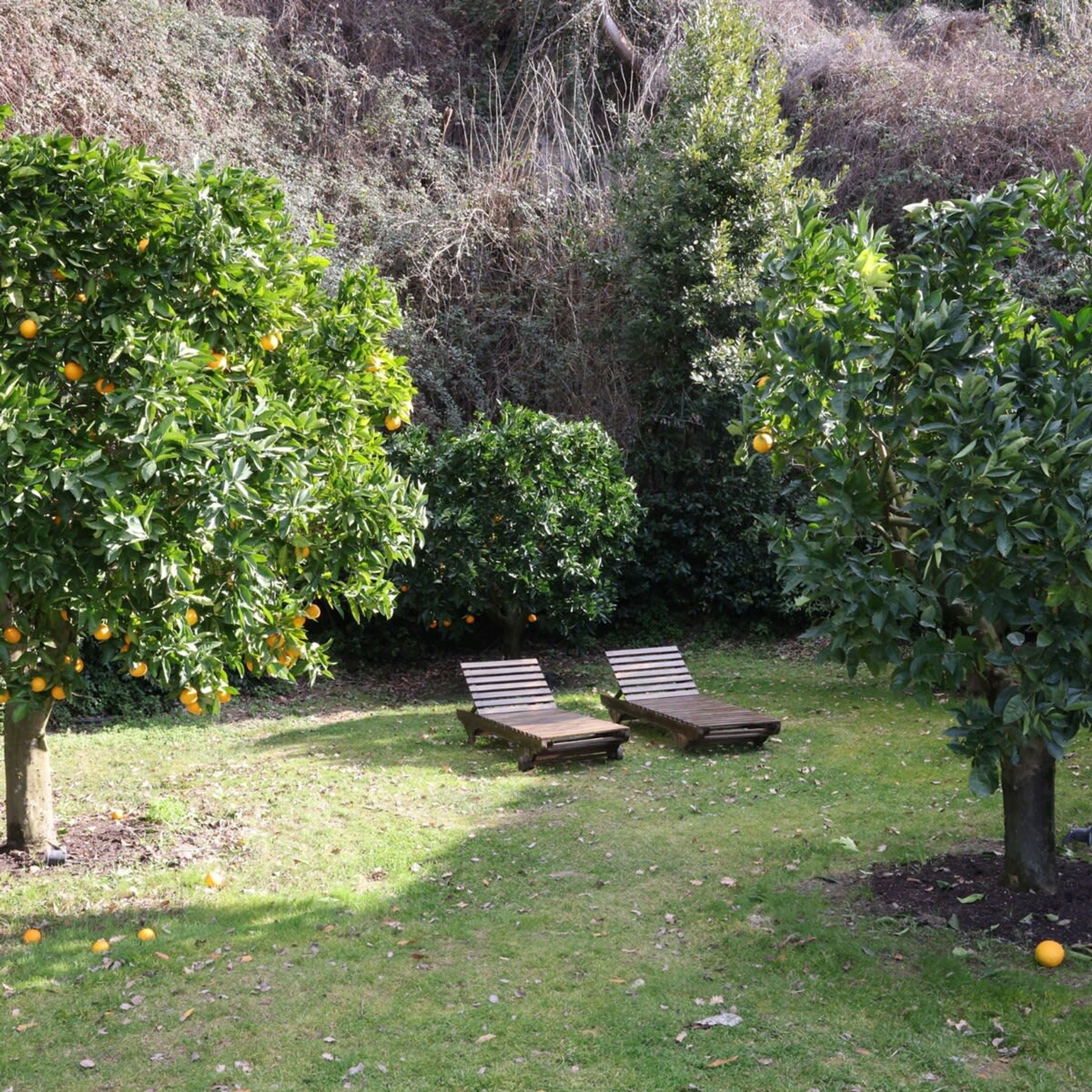A garden with two wooden lounge chairs and orange trees.