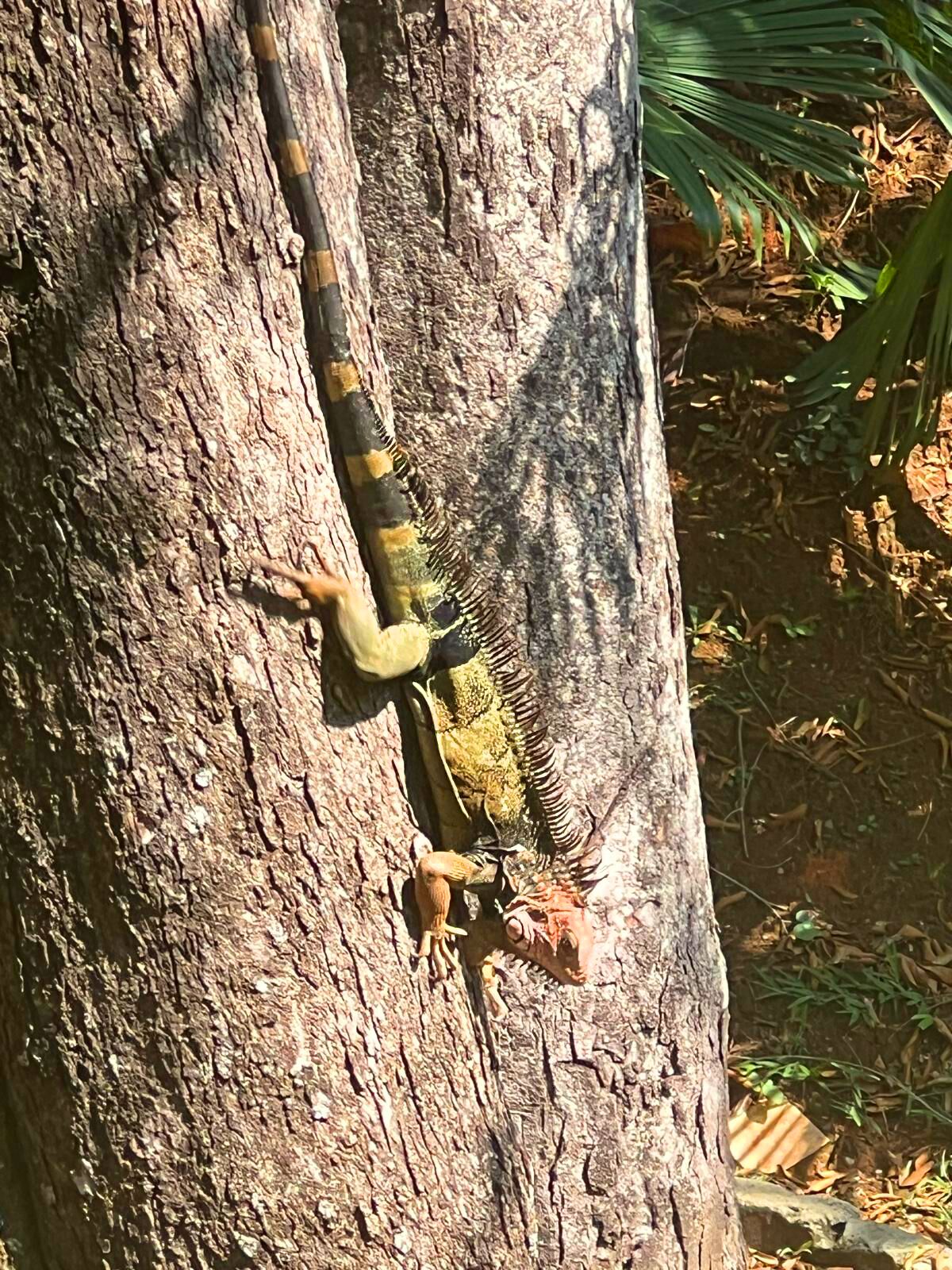 A lizard on a tree trunk.