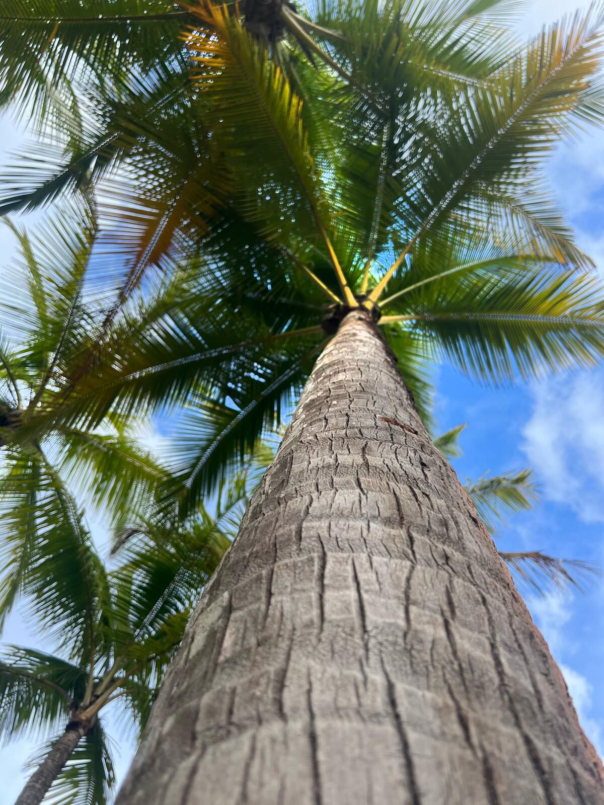 A tall palm tree with a textured trunk and green fronds against a clear sky.