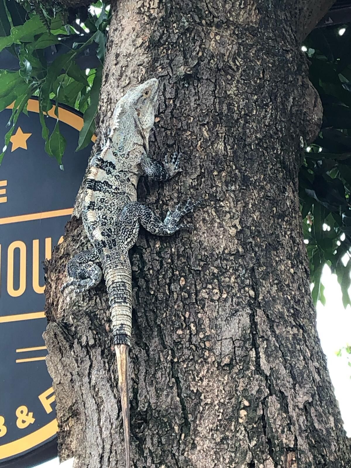 Un lézard sur le tronc d’un arbre.