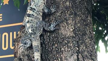 Un lagarto sobre el tronco de un árbol.