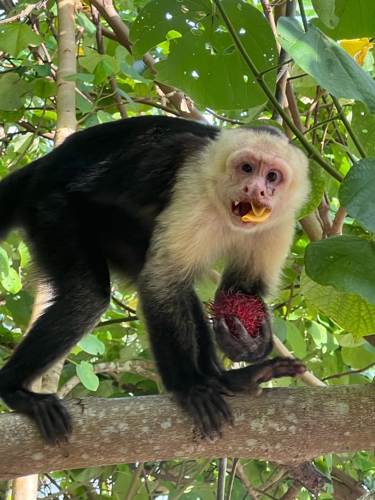 Een aap met een opvallend wit gezicht en zwarte vacht, die een rood stuk fruit vasthoudt, zit op een tak.