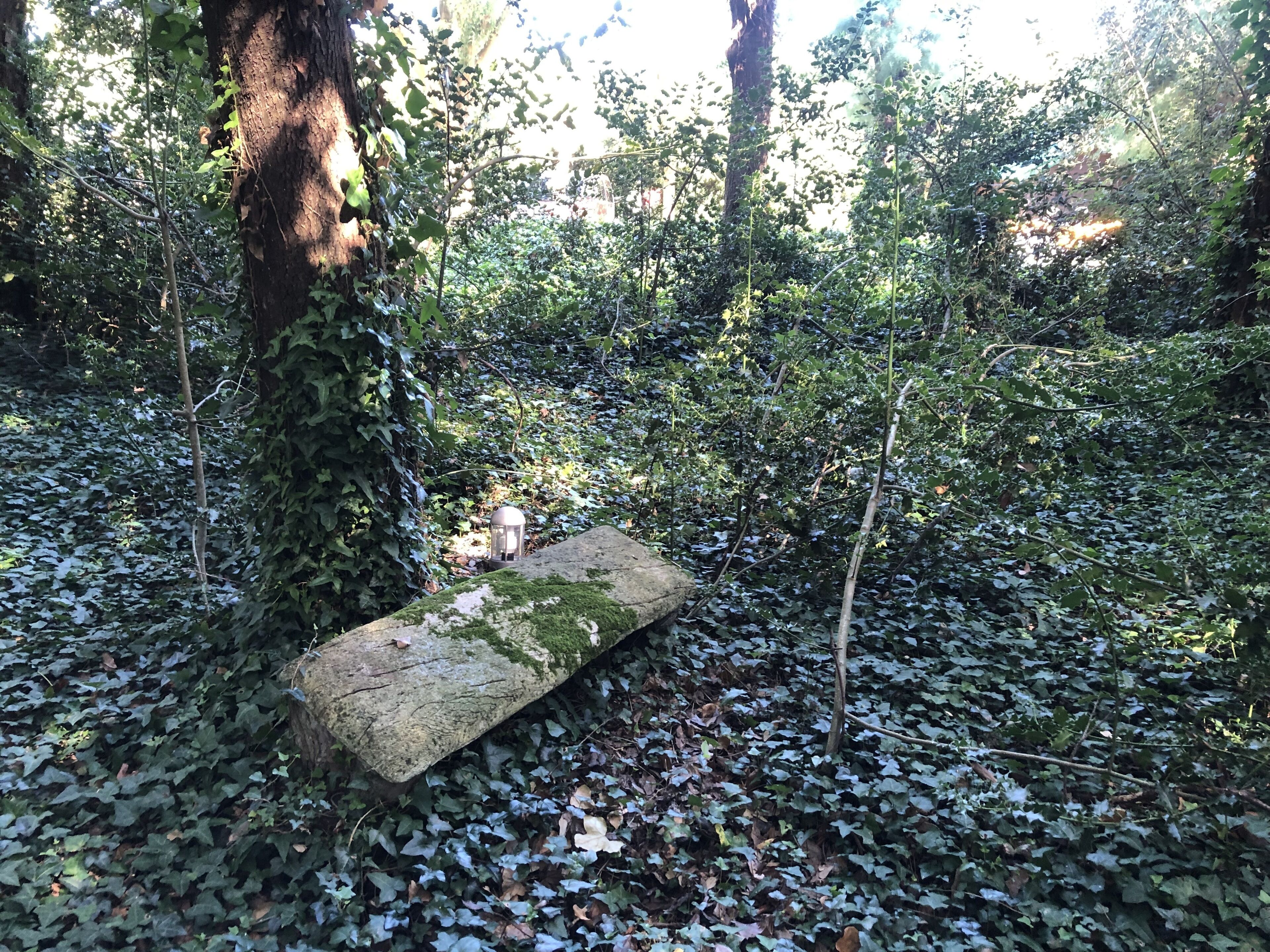 Um banco de pedra em área arborizada, com folhagem densa e árvores.