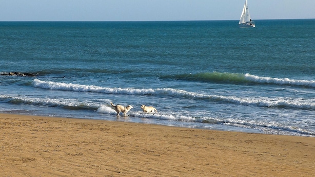Una spiaggia con onde, una barca a vela e dei gabbiani.