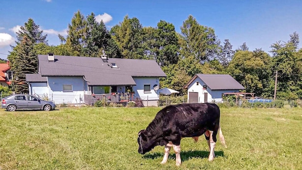 A black cow grazing in a grassy field with houses in the background. - Amazing apartment in Spytkowice (Spytkowice)