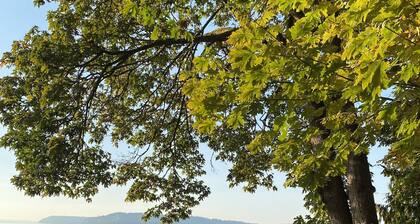 Enjoy big Salish Sea views in a hand hewn tree-like home on Picnic Point Lake