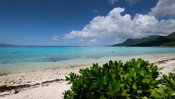 Une plage à l’eau turquoise et limpide, au sable blanc, avec une végétation luxuriante et verdoyante au premier plan.