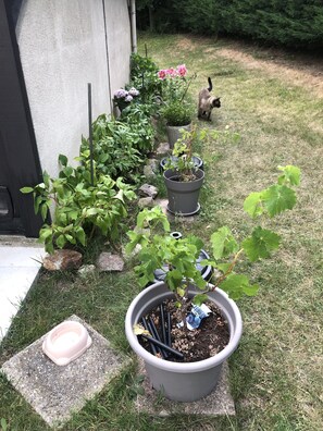 Enceinte de l’hébergement