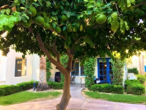 A tree-lined pathway leading to a building with a blue door and windows. - Legacy Villas 2Br: PERFECT Spot w/Hotel Luxuries (La Quinta)