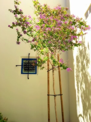 A tree with purple flowers against a white wall, a window with a blue frame, and a shadow cast on the wall. - Legacy Villas 2Br: PERFECT Spot w/Hotel Luxuries (La Quinta)