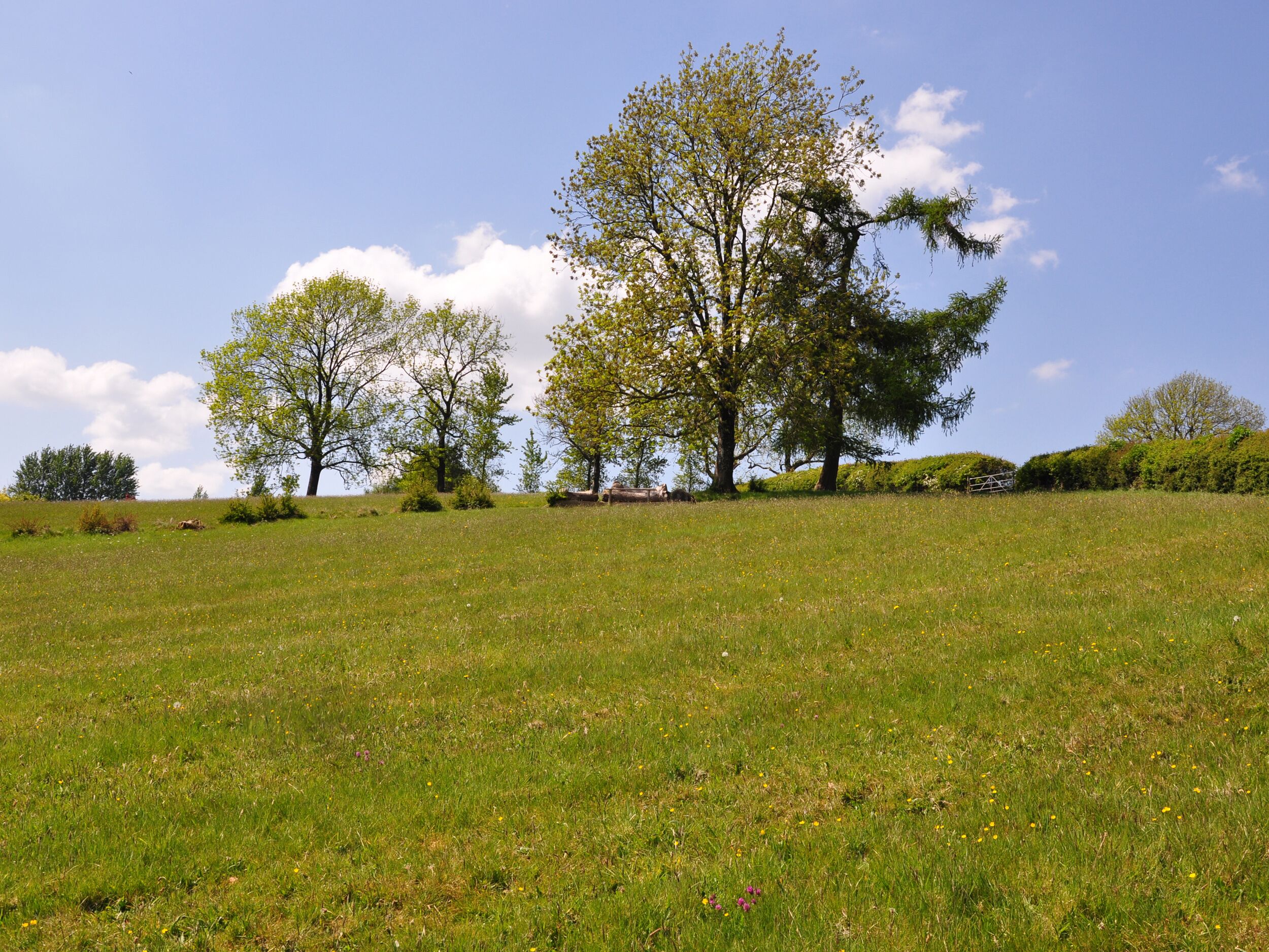 A grassy field with trees and a clear sky.