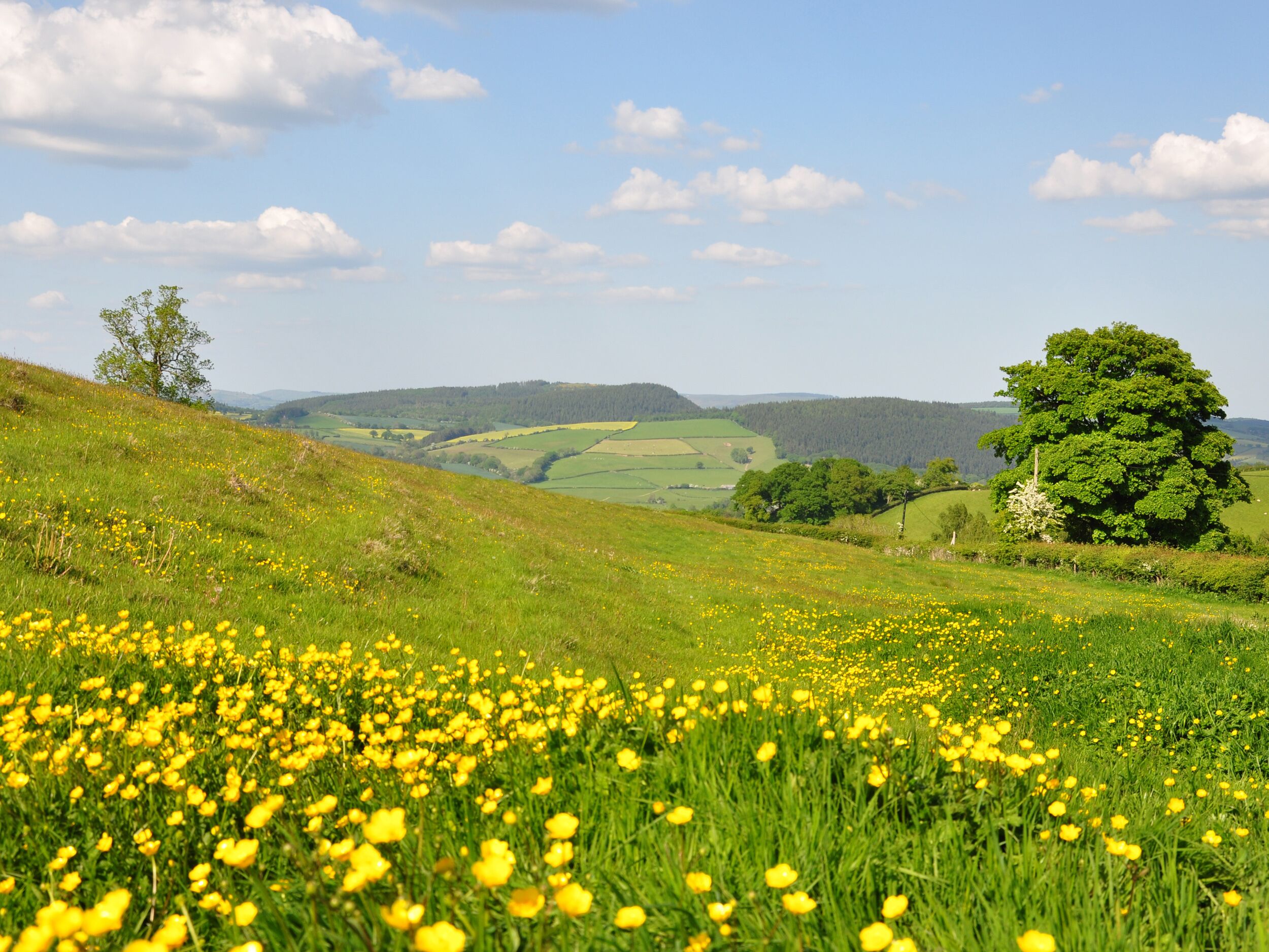 A landscape with rolling hills, a field of yellow flowers, and a large tree.