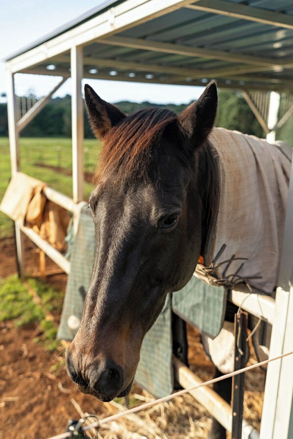 A horse in a stable with a metal roof and wooden walls.