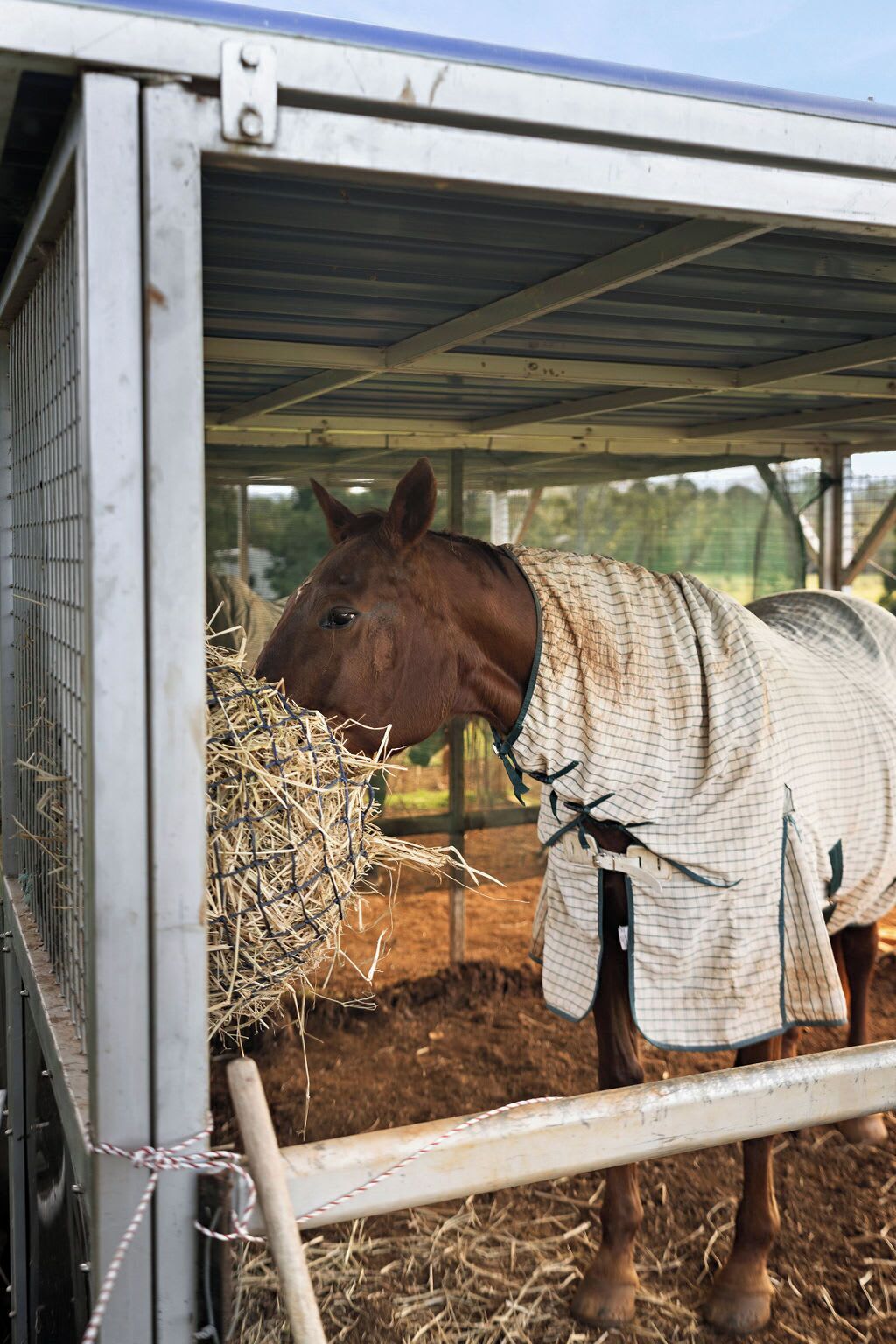 Een paard in een stal met hooi op de grond.