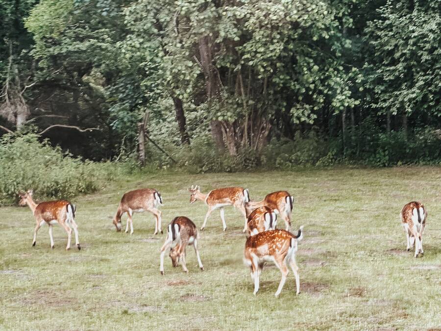 A group of deer in a grassy field with trees in the background.