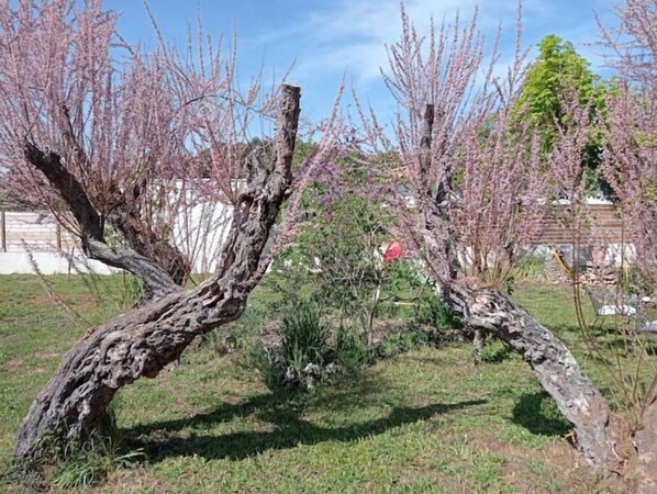Property grounds - LA Maison DE Papou LA Vigne (Nans-les-Pins)