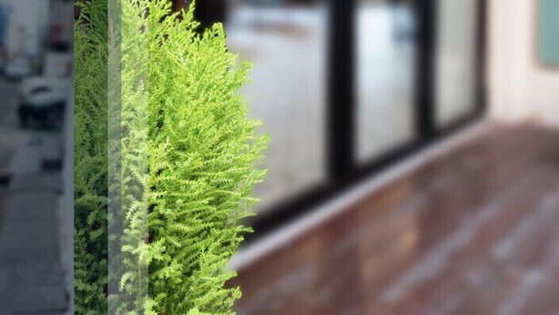 A modern interior with a glass wall, a wooden floor, and a green plant. - BLAU mini hotel (Gyeongju)