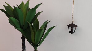 En potteplante med sort potte og en lygt hængende på væggen.