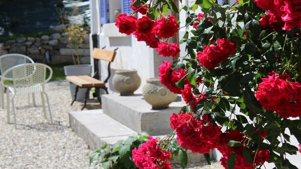 Un jardín con rosales rojos, un muro de piedra y un edificio blanco con contraventanas azules.
