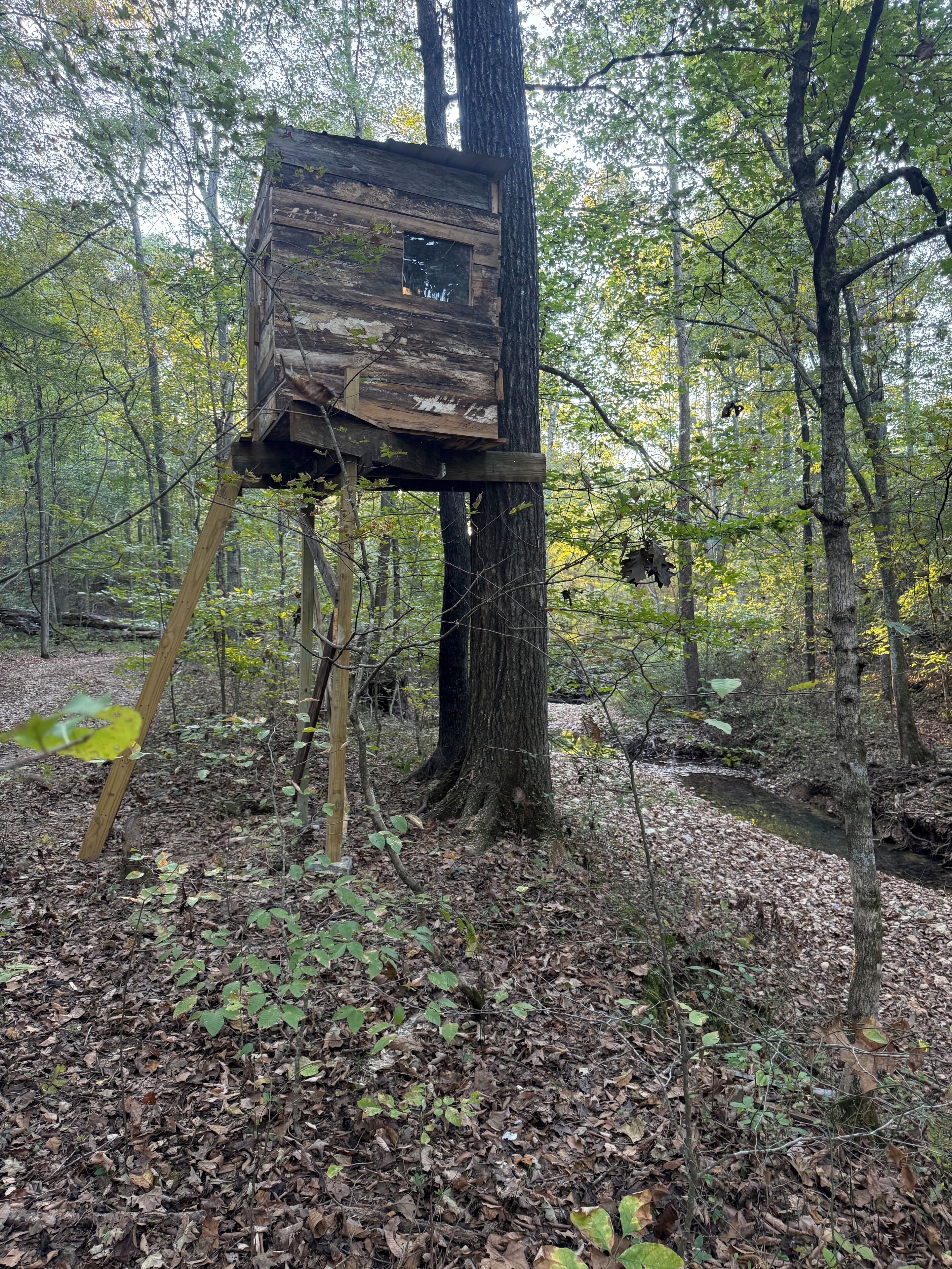 A rustic wooden structure built into a tree in a forested area.