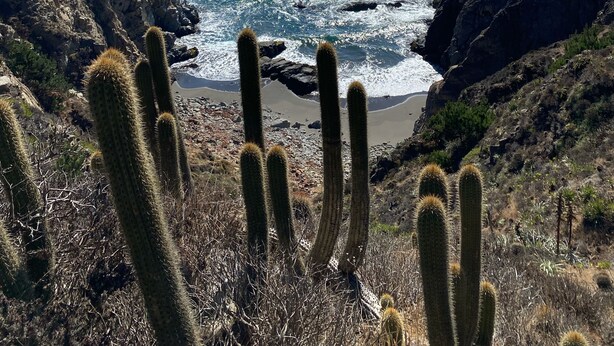 Un paisaje costero con cactus y terreno rocoso.