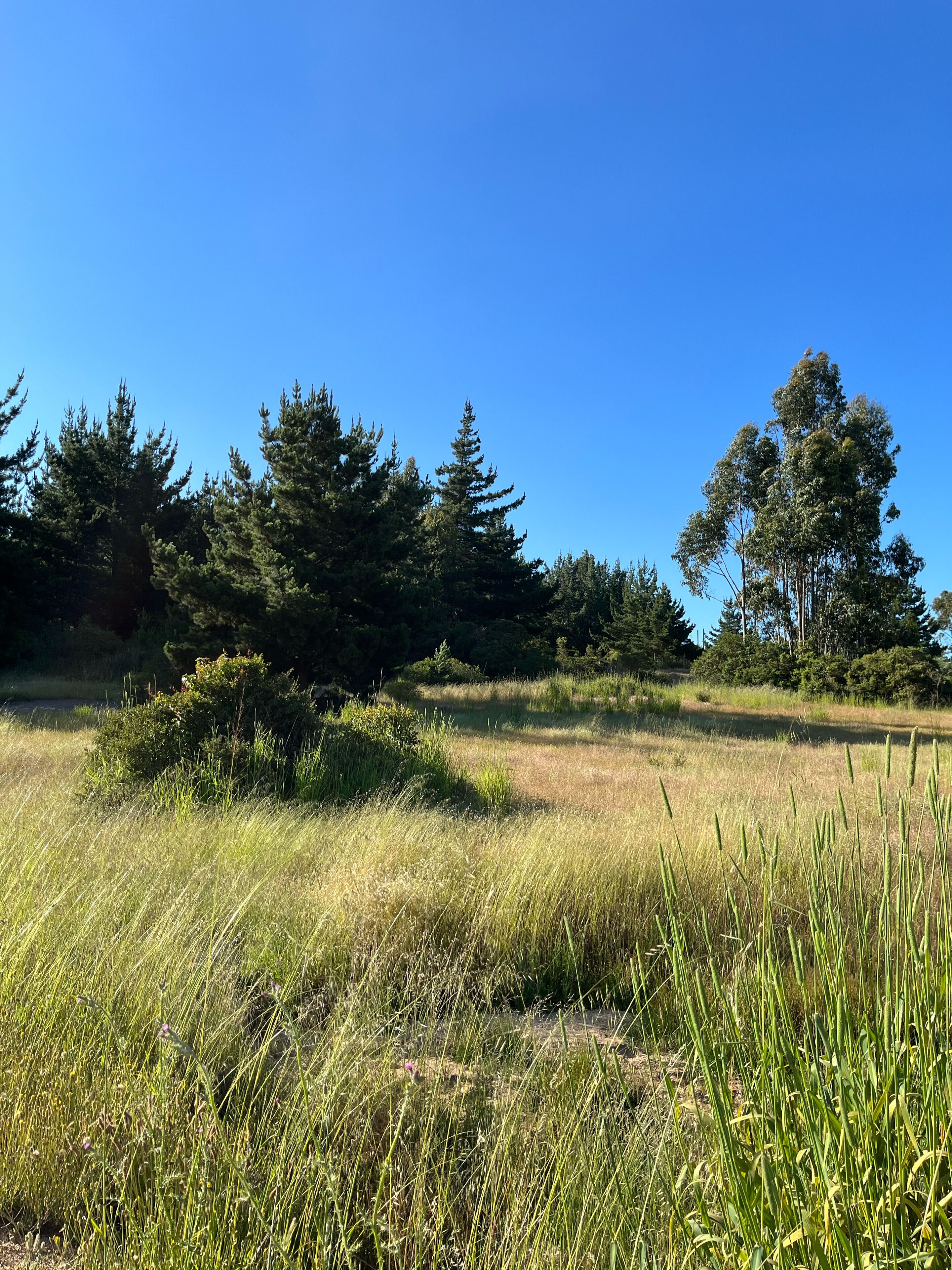 A natural landscape with tall grass, trees, and a clear blue sky.