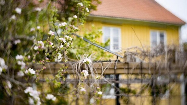A yellow house with a red roof, surrounded by a fence and blooming trees. - Västervik rum och stugor (Vastervik)