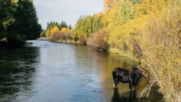 1 bedroom, travel crib, WiFi, bed sheets