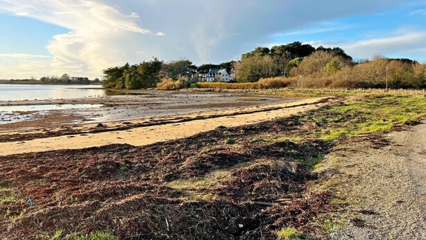 Beach - Fleur D'ajonc - Locoal Mendon (LOCOAL MENDON)