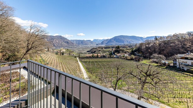 Ein Weinberg mit Rebenreihen, blauem Himmel und fernen Bergen.