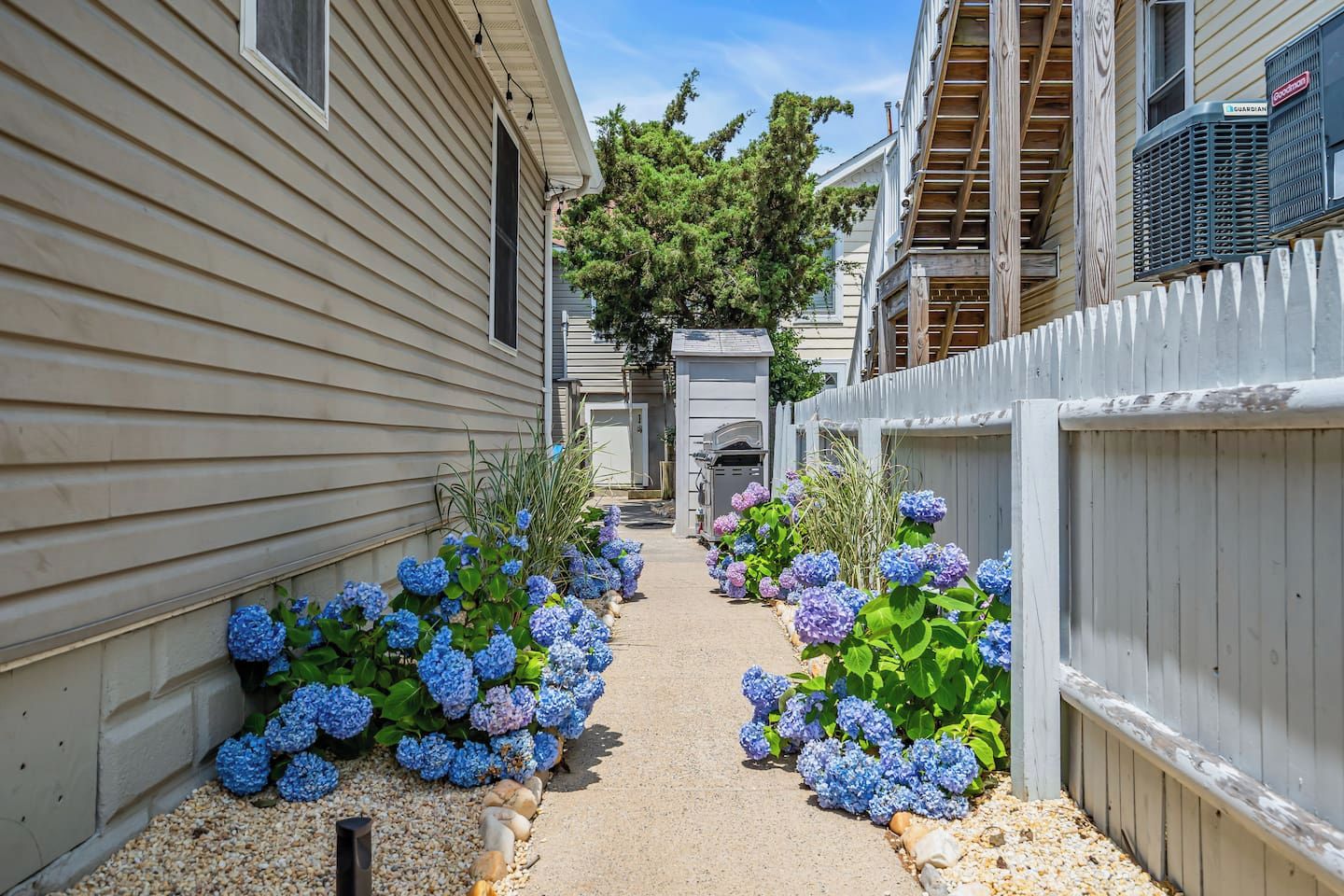 A narrow pathway flanked by houses with a gravel path and hydrangea bushes.