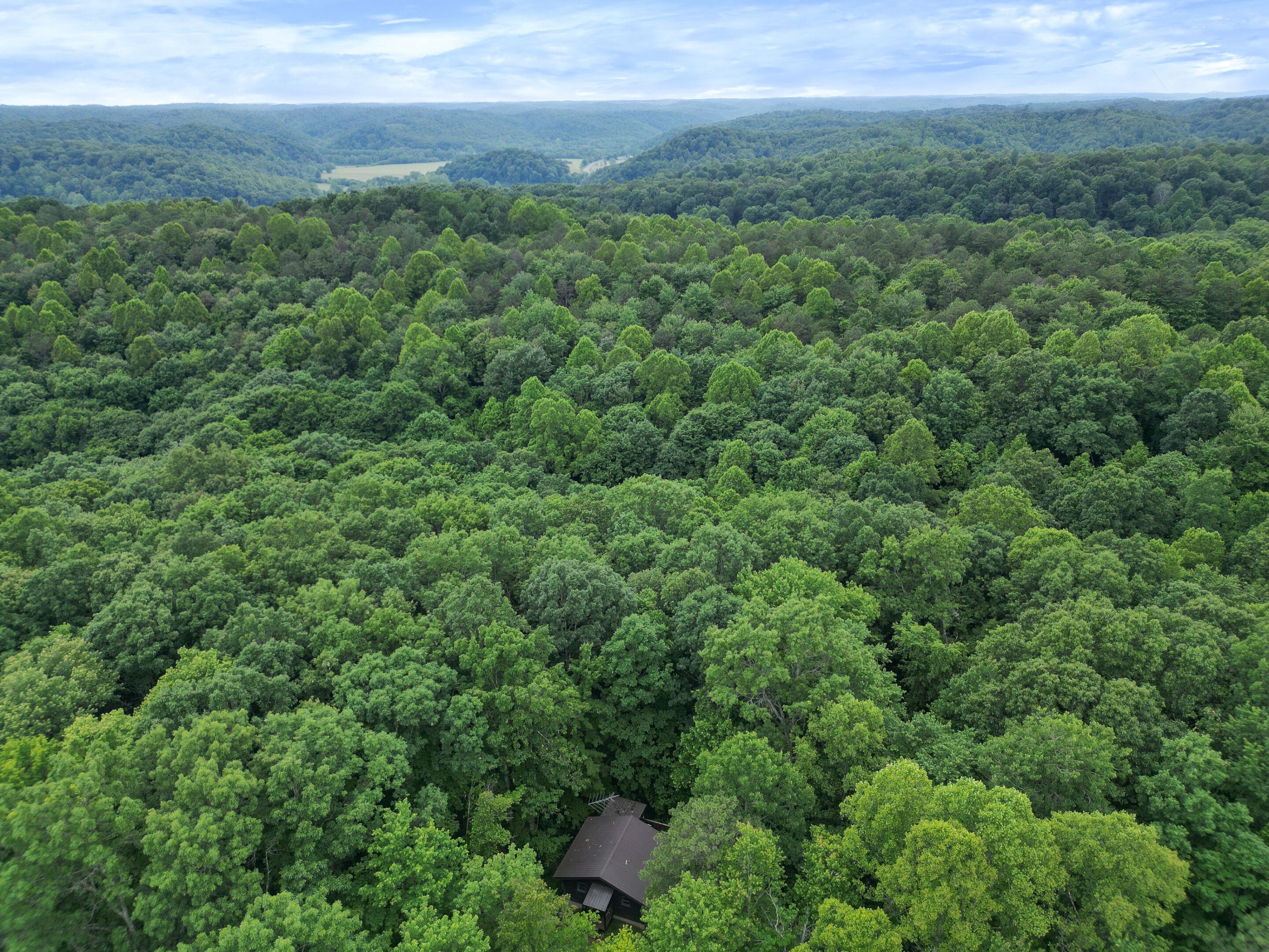 Une zone boisée avec un petit bâtiment entouré d’arbres denses.