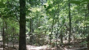 Un área boscosa con un sendero de tierra que la atraviesa.