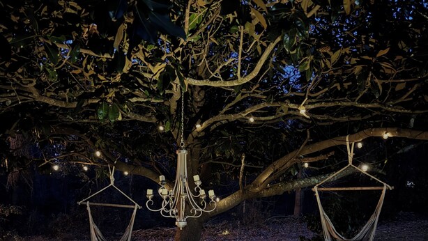 Un árbol con dos sillones colgantes y una lámpara de araña.