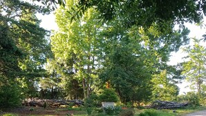 Un sendero de grava que serpentea por una zona boscosa con árboles frondosos y un montón de ramas al fondo.