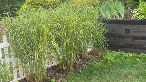 Een tuin met verschillende planten en een houten omheining.