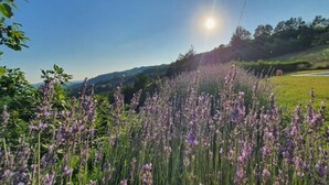 A field of purple flowers with a pool and a clear sky in the background.