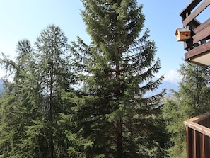 Un grand arbre à feuilles persistantes, une terrasse en bois et une chaîne de montagnes en arrière-plan.