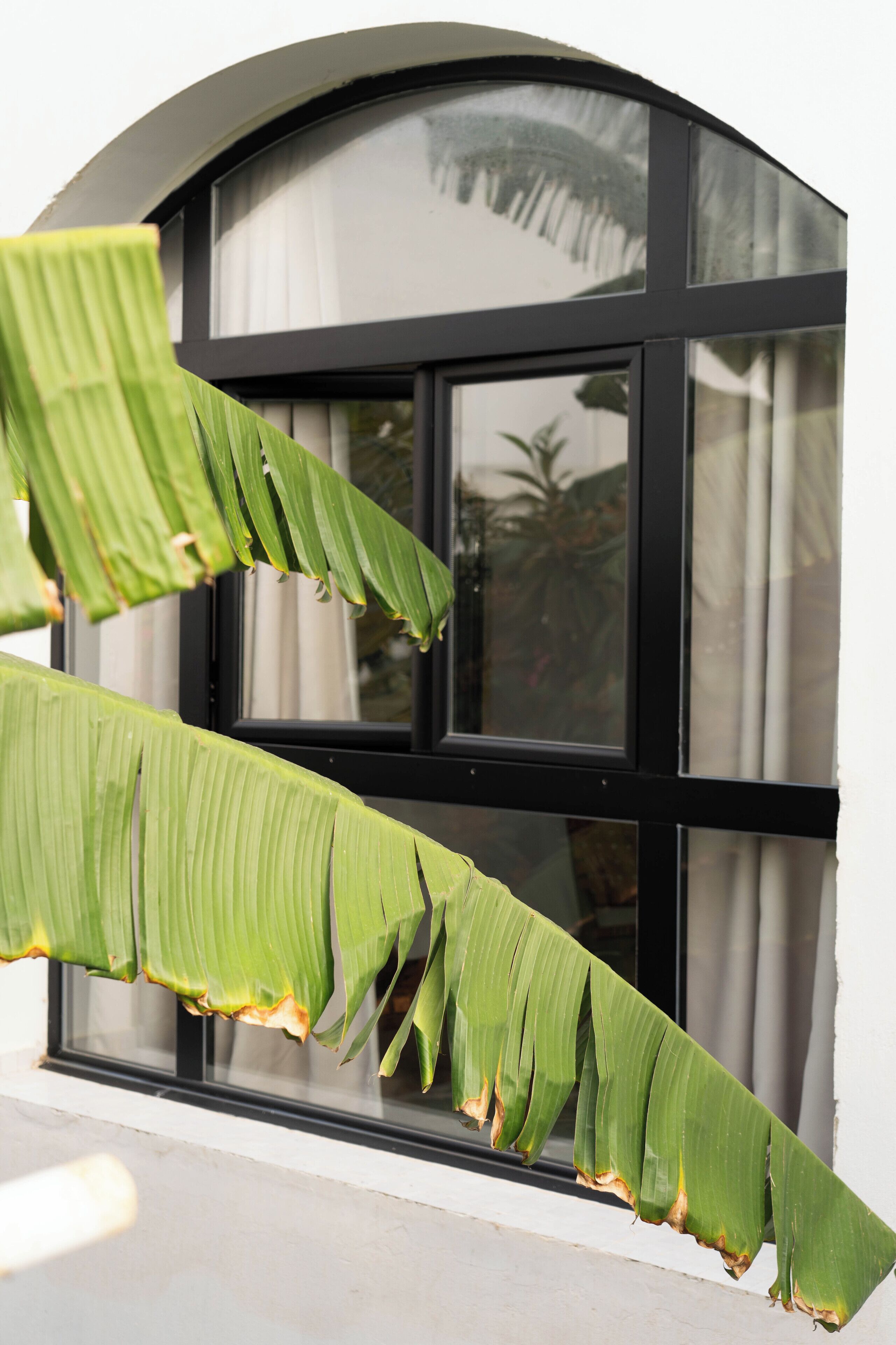 Una hoja verde grande colgando frente a una ventana con marco negro.