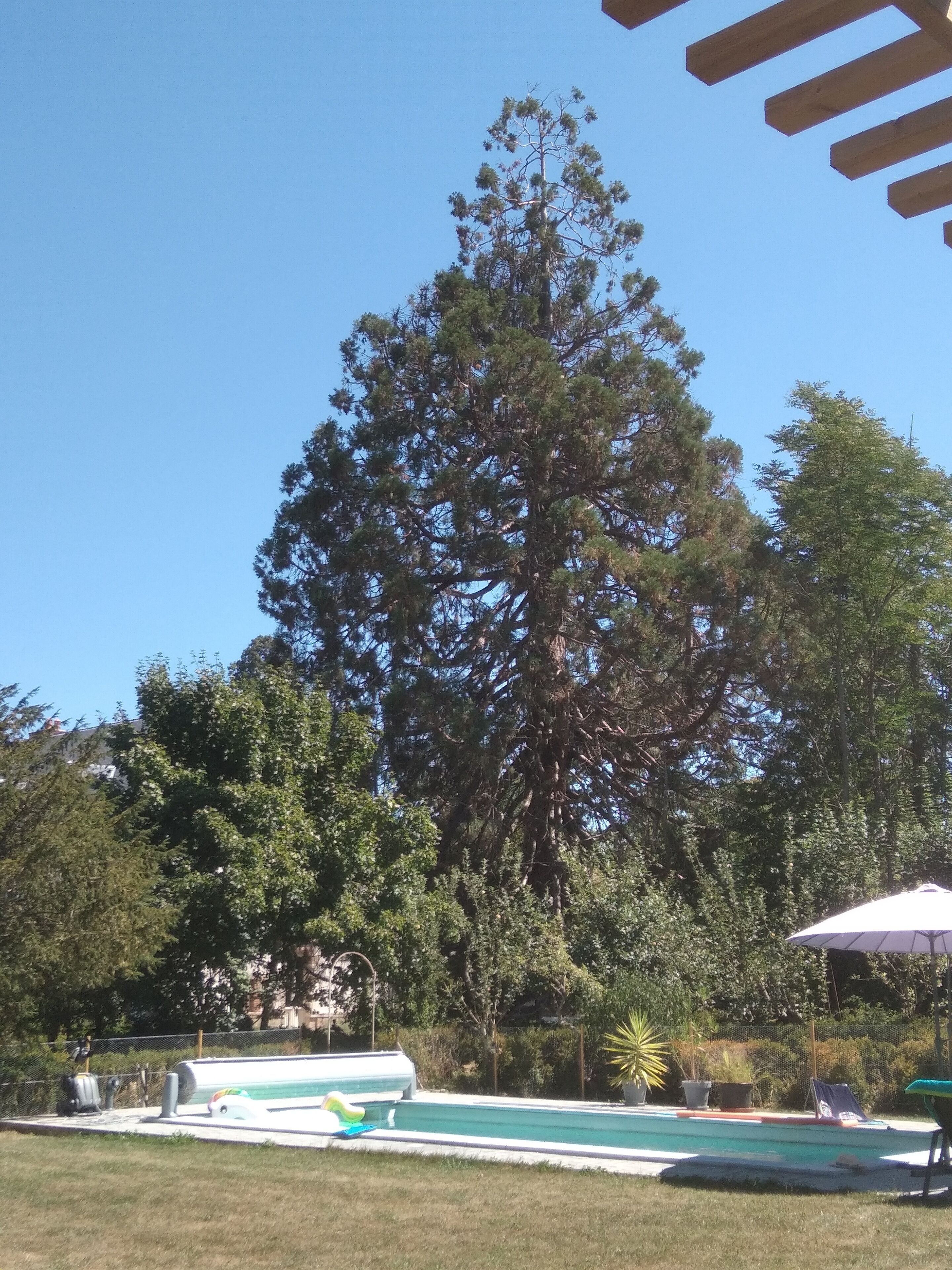 A swimming pool with a large tree in the background.