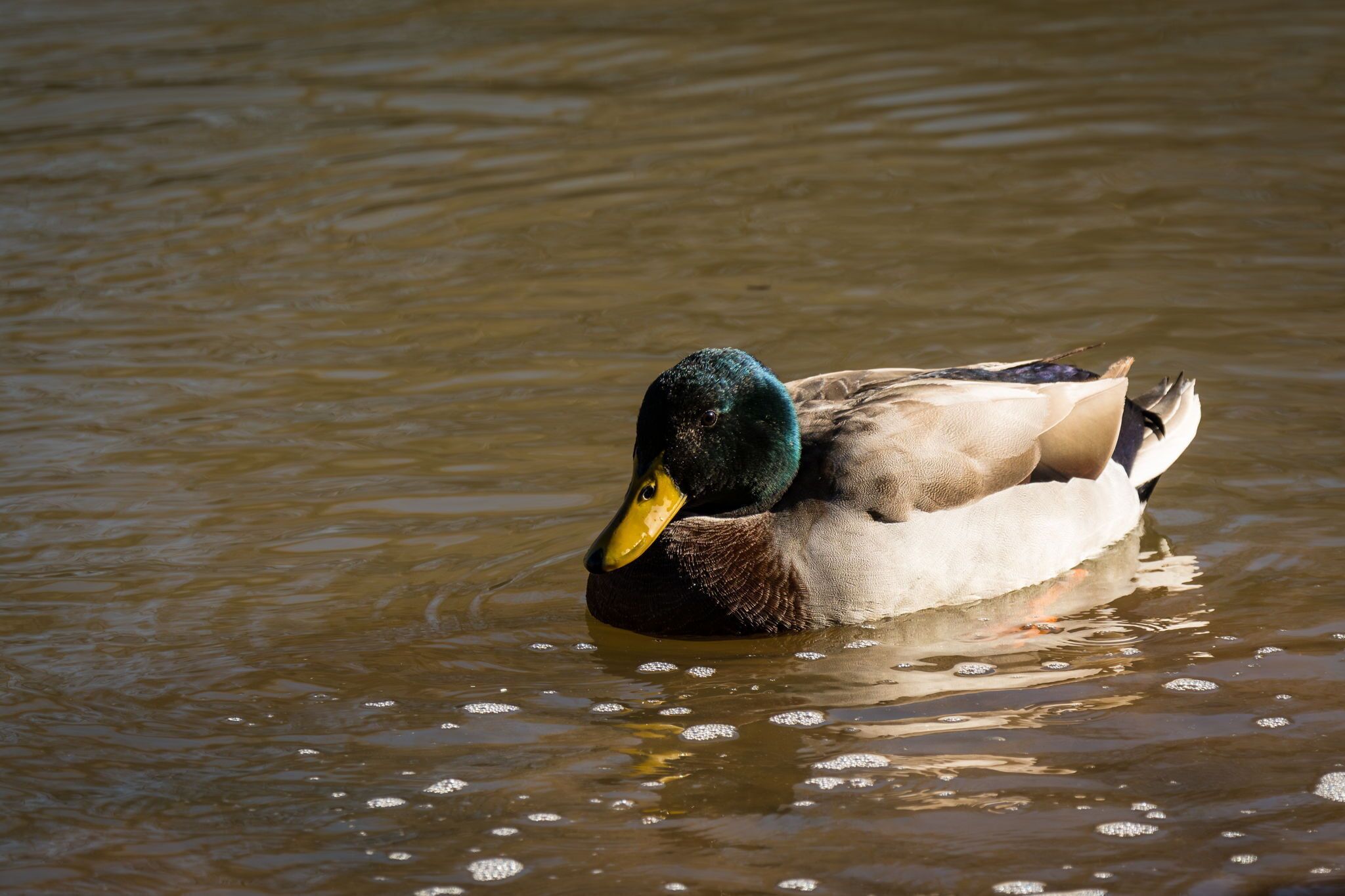 A duck swimming in water.