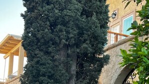 A tree in front of a building with a gated entrance. - Updated home strategically close to everywhere you want in El Paso and Cd Juárez (El Paso)